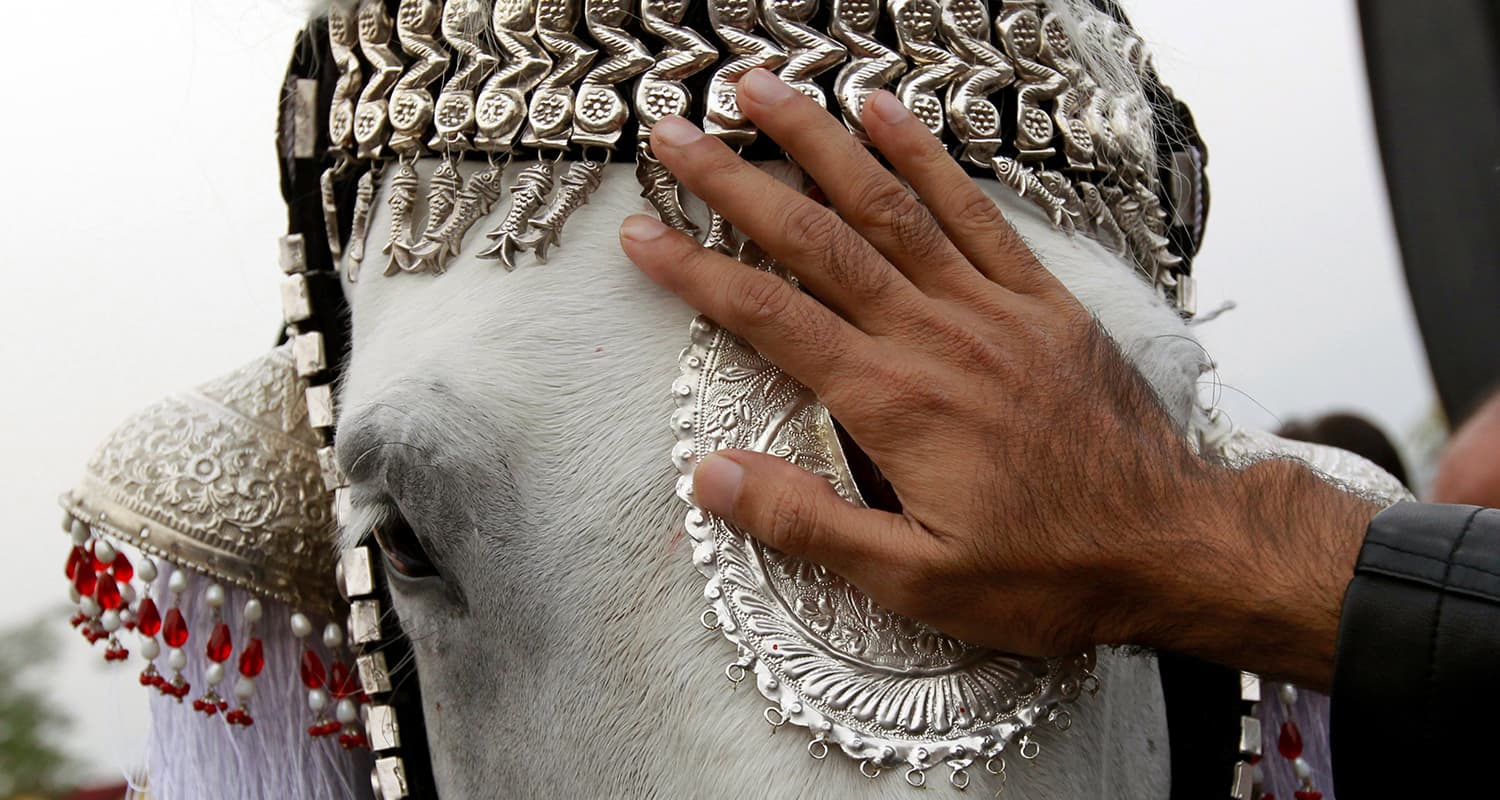 اسب نمادین ذوالجناح در راهپیمایی اربعین