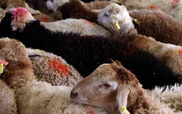 حدیث روز | راه آمرزش در روز عید قربان