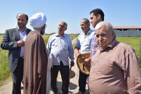 تصاویر/ کمک رسانی امام جمعه رشت به شالیکاران در دروی برنج