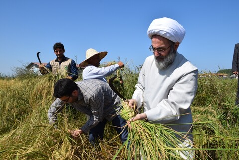 تصاویر/ کمک رسانی امام جمعه رشت به شالیکاران در دروی برنج