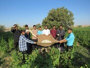 طلاب جهادی اصفهان به کمک کشاورزان و باغداران رفتند+ عکس
