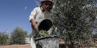 Gazans challenge occupation by planting olive trees