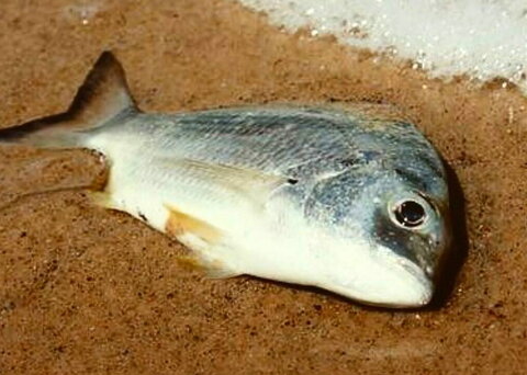 ماهی مرده