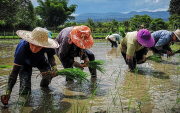 حدیث روز | توصیه به درختکاری از امام جعفر صادق علیه السلام