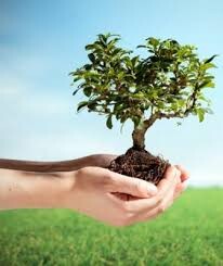 اجرای طرح رایگان درختکاری در قم