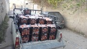 توزیع ۵۰۰ کیلو میوه در بیمارستان های شهید چمران و علی اصغر(ع) شیراز