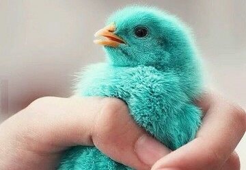 حدیث روز | حیوانی که از قاتل خود شکایت می کند