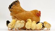 کاهش تقاضا برای خرید مرغ در قم و ضرر مرغداران