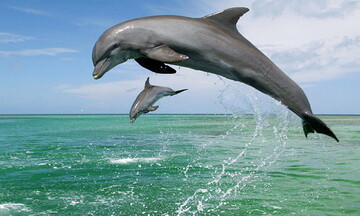 معرفی خلیج نایبند استان بوشهر