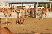 پروانه تاسیس یک واحد موقوفه پرورش شتر در سمنان صادر شد