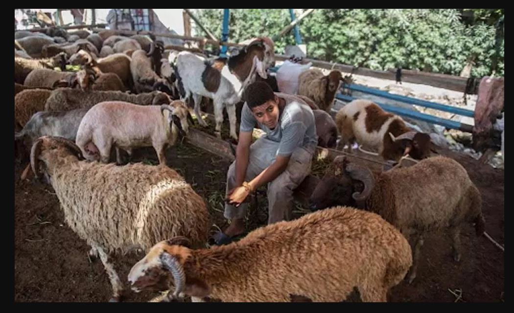 فتوای علمای حیدرآباد: مسلمانان می‌توانند به‌جای قربانی، به نیازمندان کمک کنند