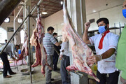 ذبح یک و نیم تن گوشت قربانی در شیراز