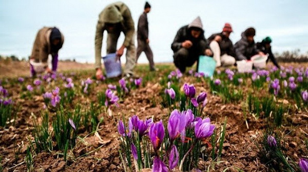 فراخوان طلاب جهادی استان گیلان/ کشاورزان جنوب خراسان چشم انتظارند