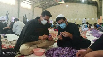 تصاویر| حضور گروه جهادی طلاب کردستان در طرح «جهاد زعفران»