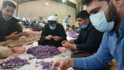 تصاویر| حضور گروه جهادی طلاب کردستان در طرح «جهاد زعفران»