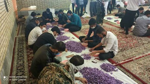 تصاویر| حضور گروه جهادی طلاب کردستان در طرح «جهاد زعفران»