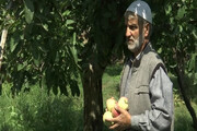 ایرانی سیب کی درآمد سے کشمیری کاشتکاروں کو بھاری نقصان کا خدشہ