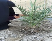 کاشت یک اصله نخل توسط مدیر مدرسه علمیه خواهران کنگان بوشهر
