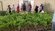توزیع ۷ هزار اصله درخت مثمر در روستاهای دهستان قمرود و قنوات