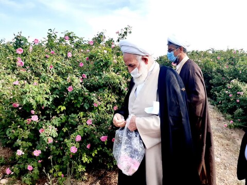 تصاویر/ آیین گل چینی درباغ60  هکتاری گلستان گل محمدی قمصربا حضورآیت الله سلیمانی