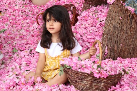 تصاویر| آغاز برداشت گل محمدی در میمند