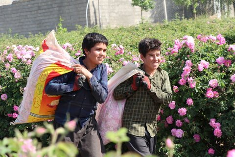 تصاویر| آغاز برداشت گل محمدی در میمند