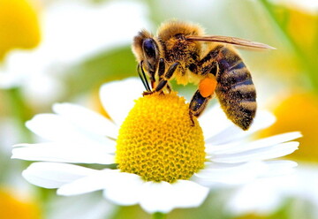 حدیث روز | مثل زنبور عسل باشیم