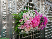 بالصور/ تزيين ضريح السيدة فاطمة المعصومة بنت الإمام الكاظم عليها السلام بالورود والأزهار ابتهاجا بولادتها بقم المقدسة
