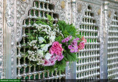 بالصور/ تزيين ضريح السيدة فاطمة المعصومة بنت الإمام الكاظم عليها السلام بالورود والأزهار ابتهاجا بولادتها بقم المقدسة