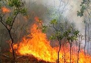 دود و خاکستر؛ باقی‌مانده جنگل‌های بلوط کهگیلویه و بویراحمد/ نمره منفی دستگاه‌های مسئول در برابر فاجعه زیست محیطی