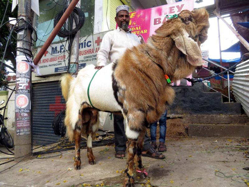 ईदुल अज़हा में बकरे काटना और भैंस काटना ग़ल्त है, क्या मुसलमान जानवरों का क़ातिल है