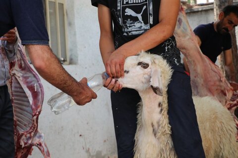 تصاویر| قربانی 55 راس گوسفند و توزیع میان نیازمندان