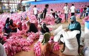 مسلمانان فیلیپین در بسته‌بندی کالاهای امدادی برای بیماران کرونایی مشارکت می‌کنند