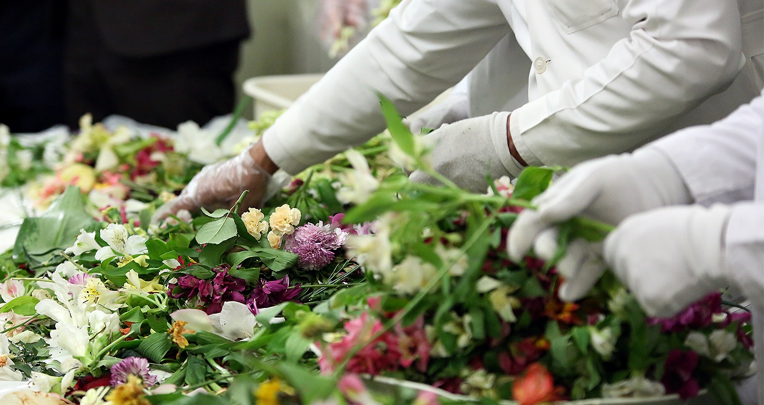 Flowers of Imam Reza’s tomb find their way to Hazrat Zeinab’s holy shrine in Syria