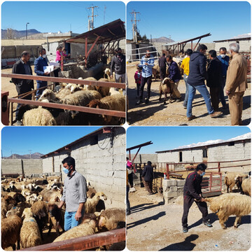 ۹ طرح اشتغال زایی کمیته امداد یاسوج افتتاح شد + فیلم