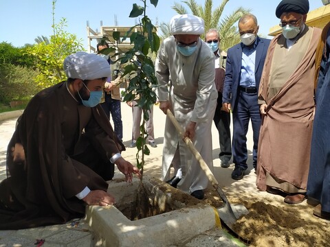 کاشت نهال توسط آیت الله صفایی بوشهری در روز درختکاری