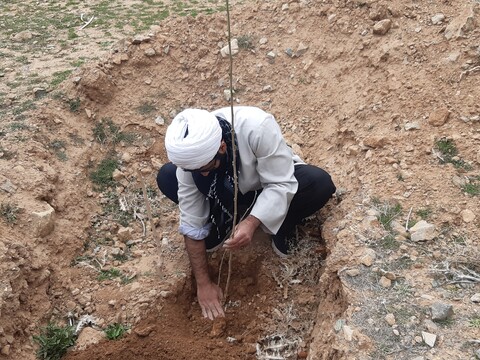 تصاویر:کاشت ۱۰۰اصله درخت توسط طلای  مدارس علمیه کاشان