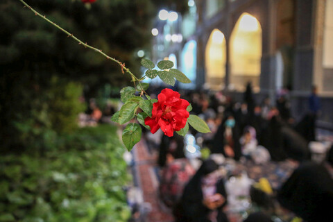 تصاویر/ ویژه برنامه عیدانه کرامت رضوی