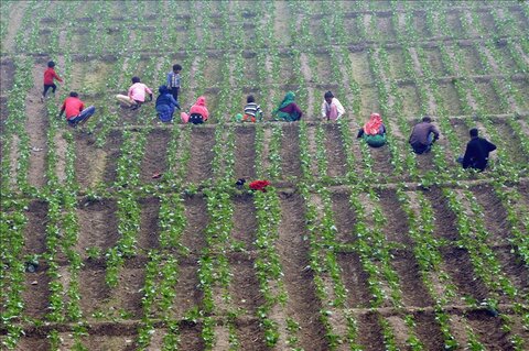 Indian farmers