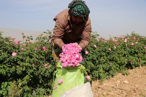 تصاویر| برداشت گل و گلاب و ساخت قرابه در میمند