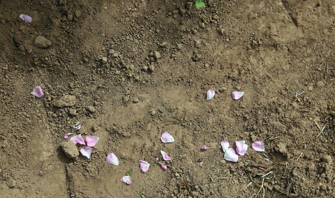 تصاویر/ برداشت گل محمدی از مزارع قم