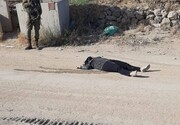 इज़रायली बर्बरता के कारण एक फिलिस्तीनी महिला शहीद हुई
