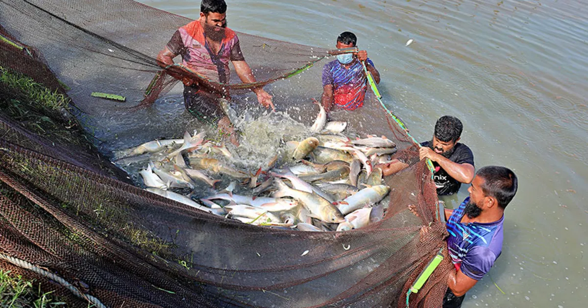 Eating a fish that has died in water