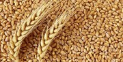 کشف ۵۰ هزار تن گندم قاچاق در اصفهان