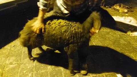 عقیقہ؛ اولاد کی تربیت میں مؤثر شرعی حکم