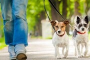 ماموستا راستی: با پدیده «سگ‌گردانی» در معابر عمومی برخورد شود