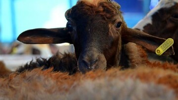 احکام شرعی | پاک بودن خون باقیمانده در حیوان ذبح شده