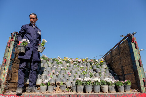 تصاویر/ اهدا ۲۵ هزار بوته و شاخه گل به حرم مطهر رضوی