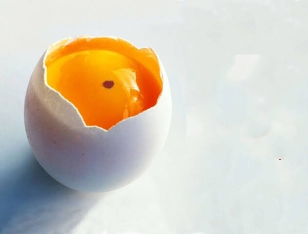 शरई अहकाम। मुर्गी के अंडे में पाया जाने वाला खून