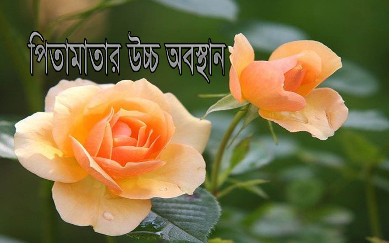 পিতামাতার উচ্চ অবস্থান